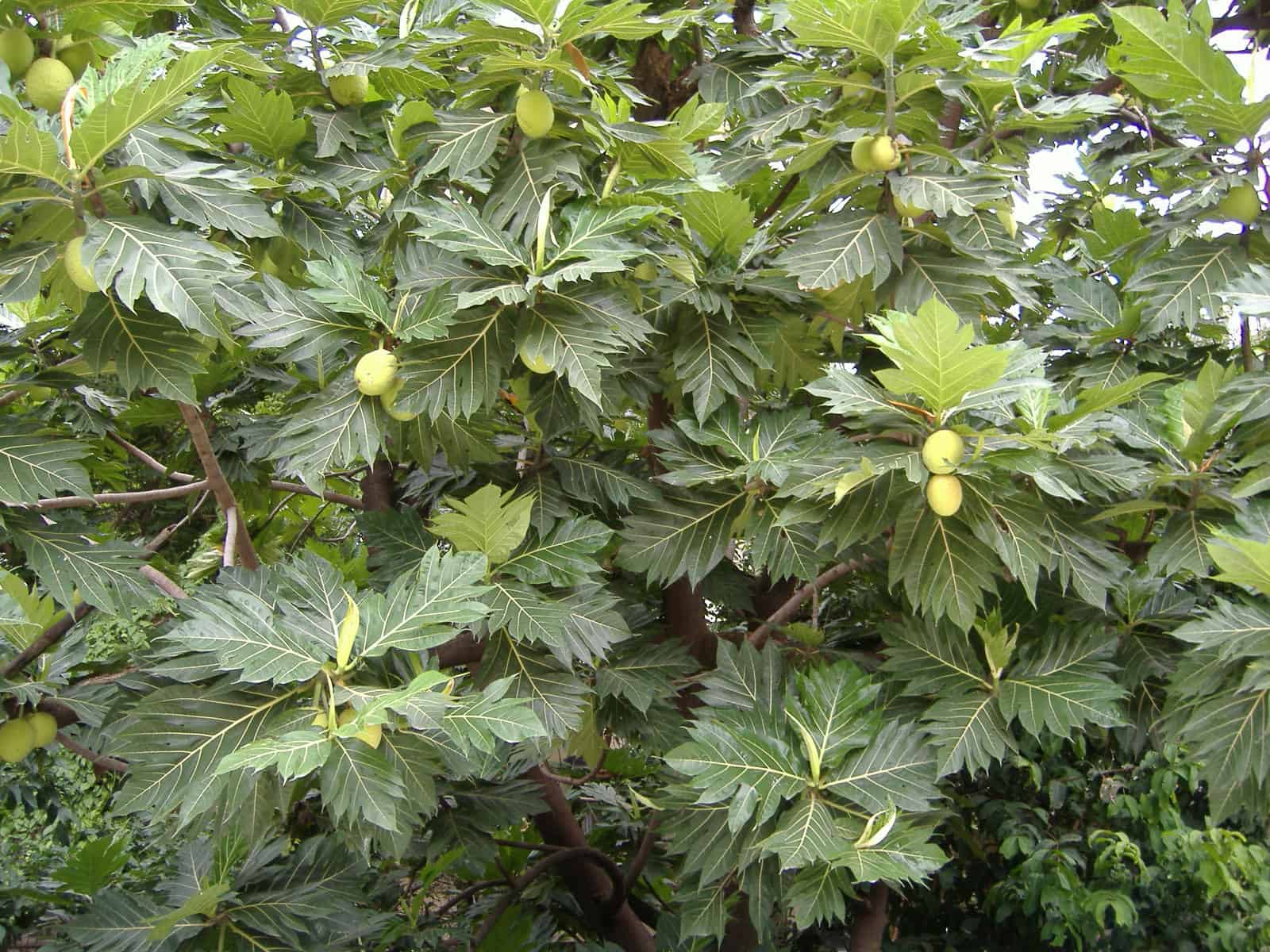 Jackfruit