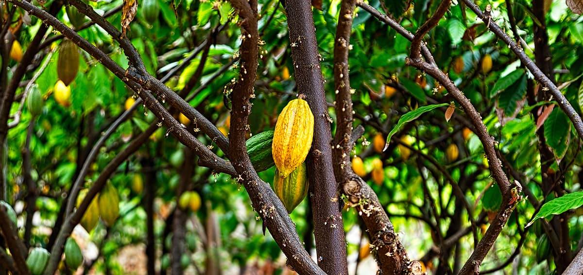 Cacao