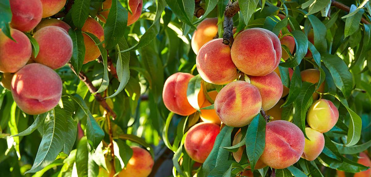 Peach