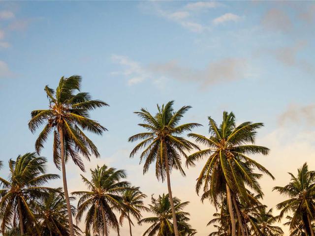 Lady Palm