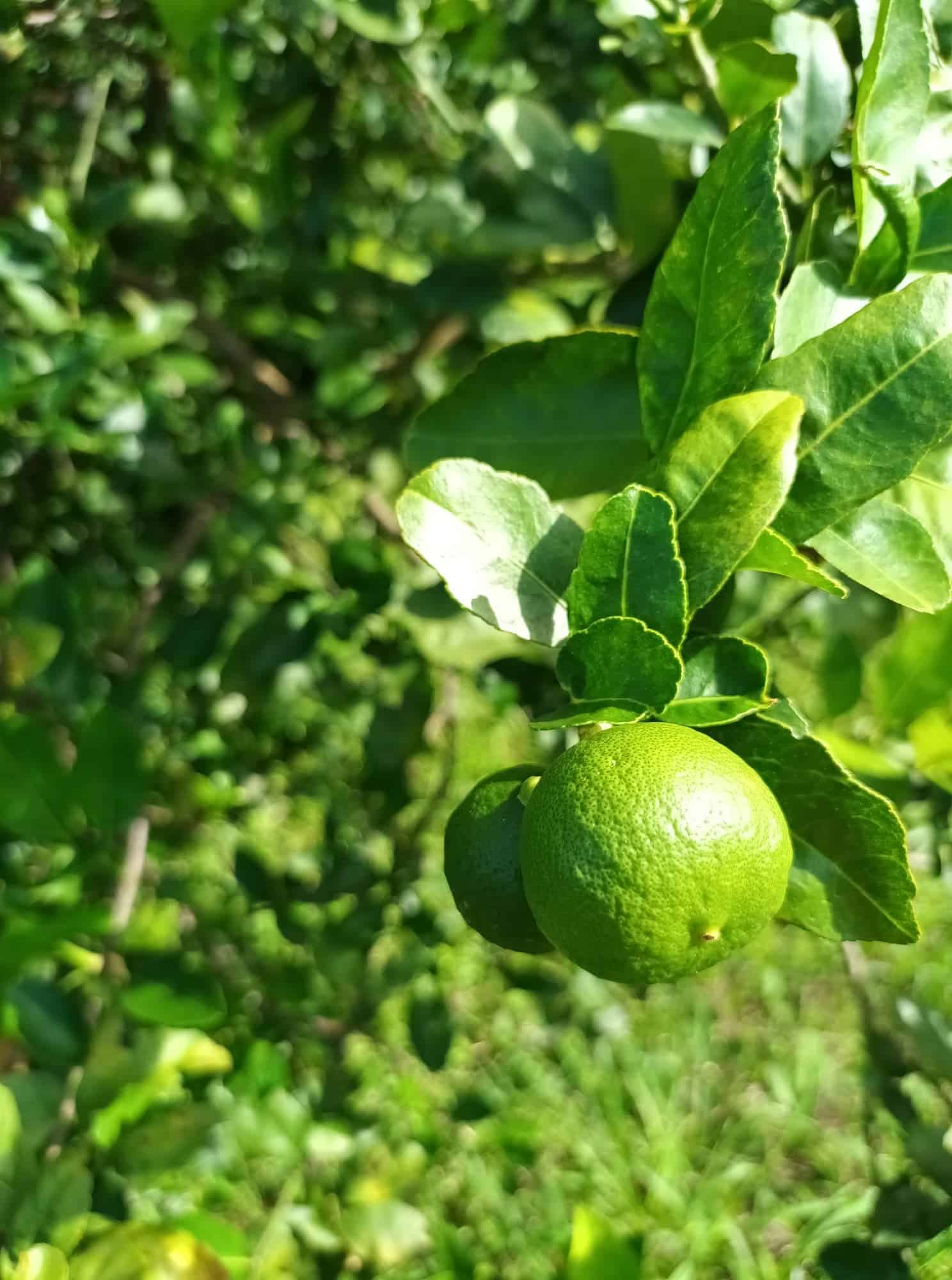Key Lime