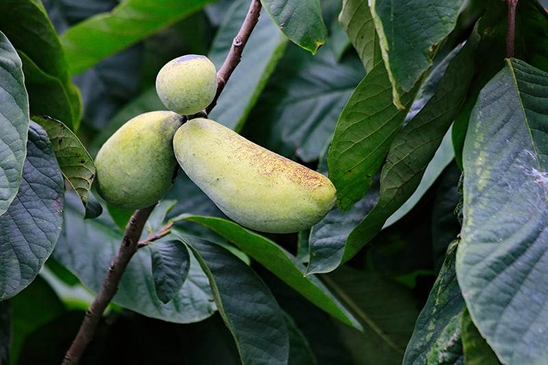 Pawpaw