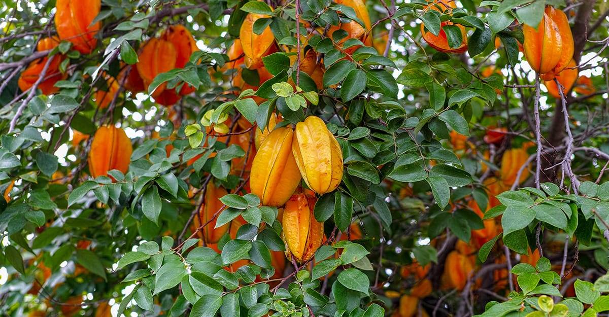 Starfruit