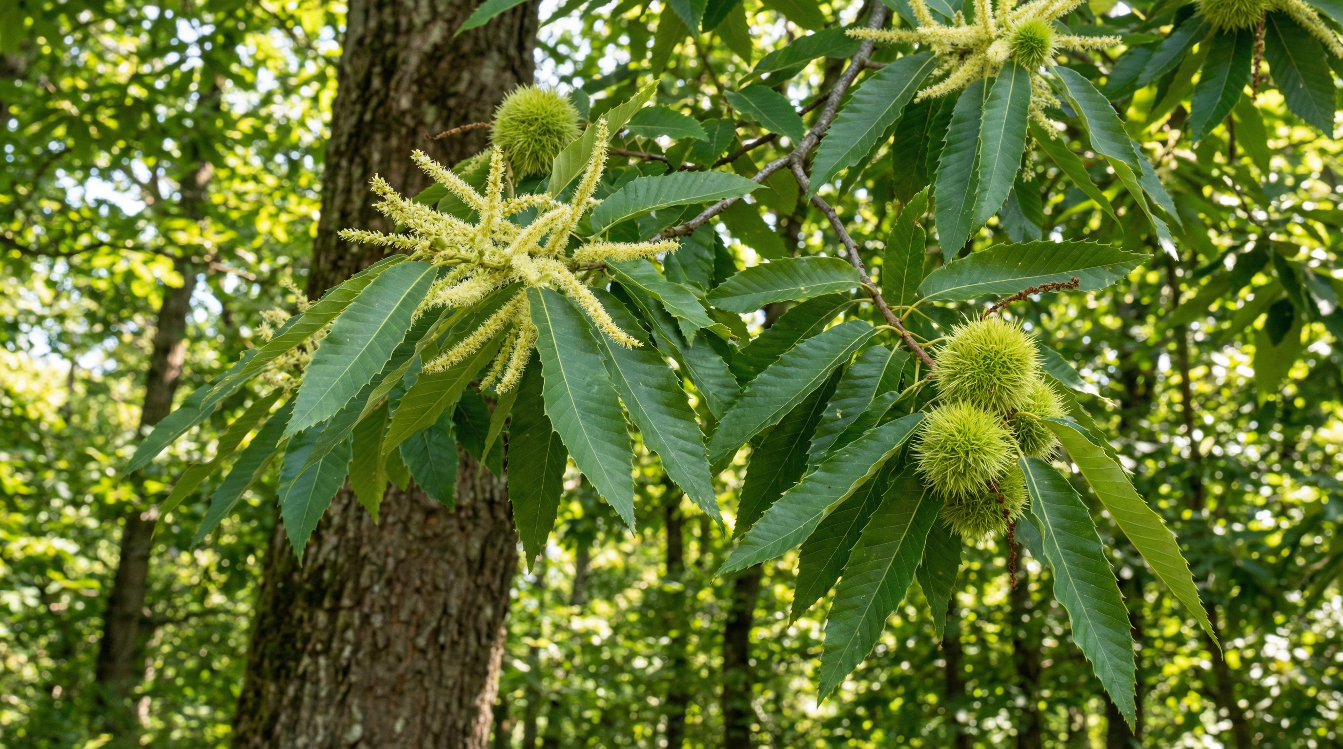 Chestnut