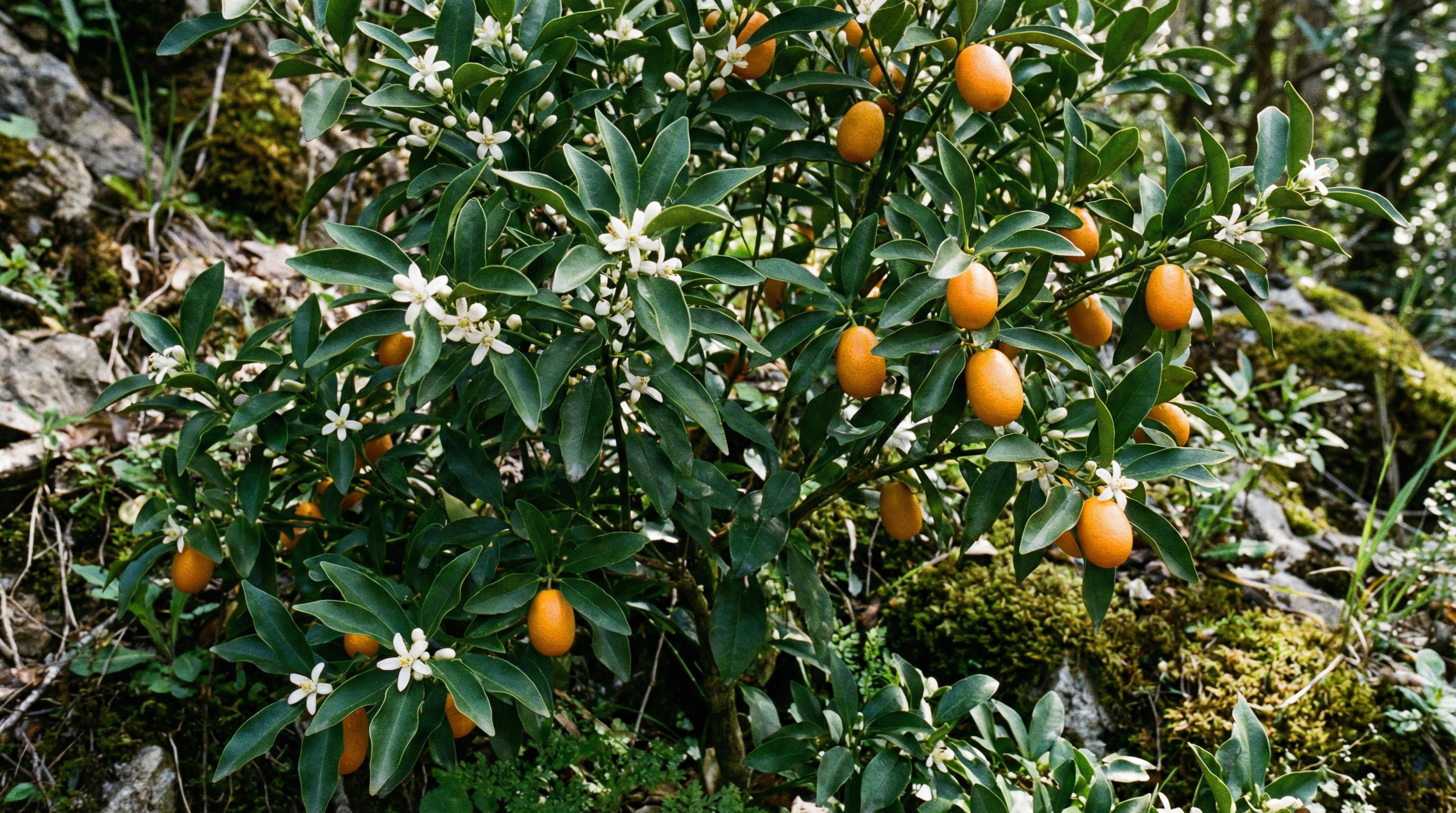 Kumquat