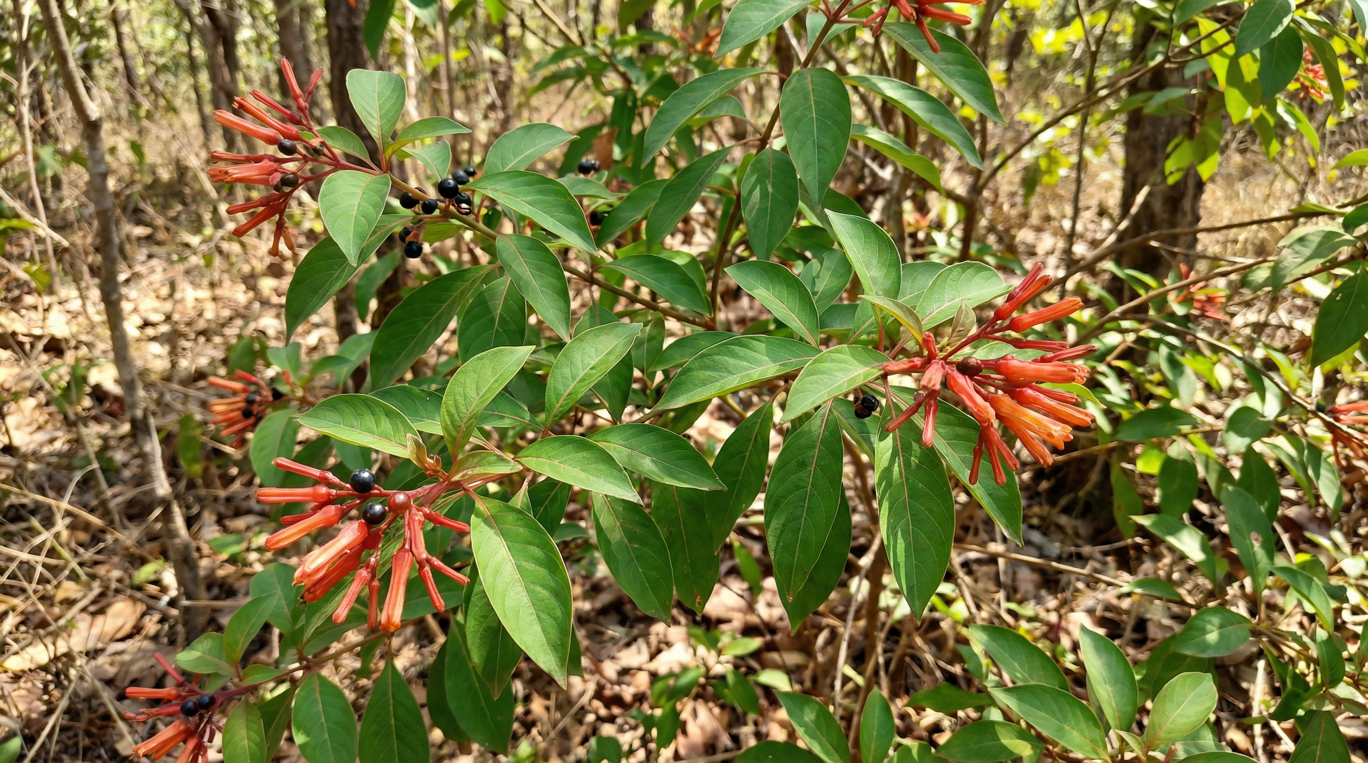 Firebush