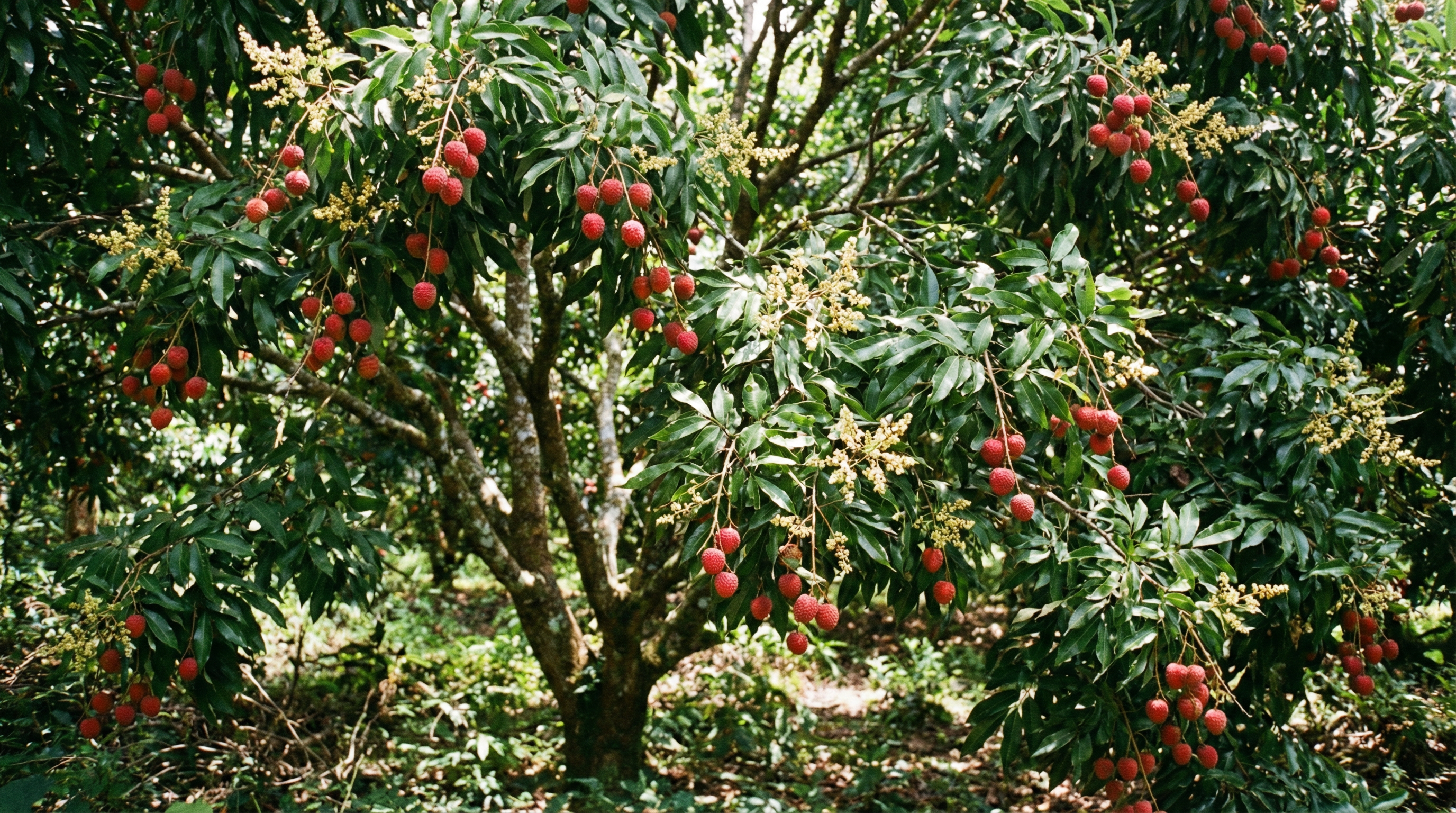 Lychee