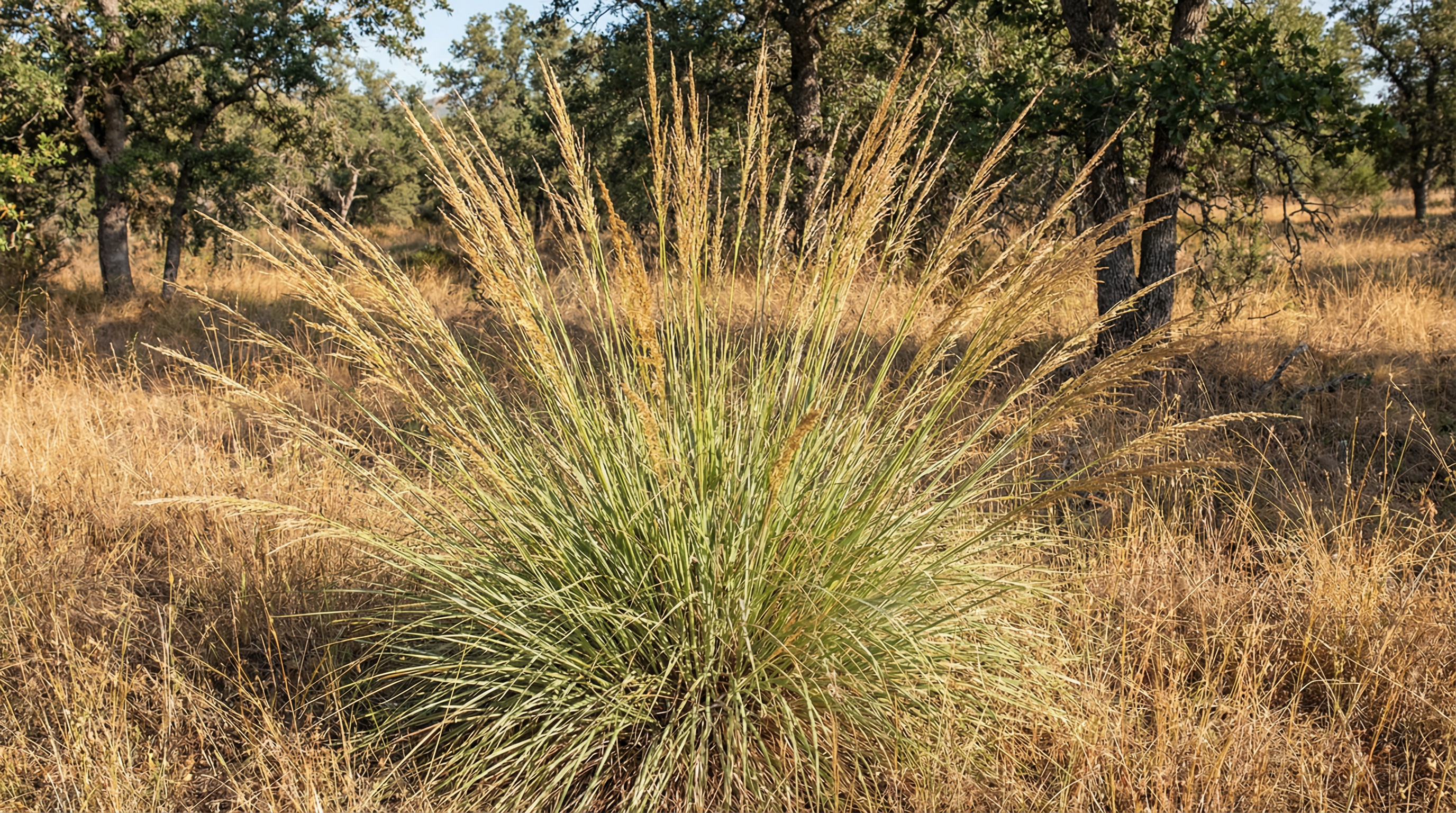 Muhly Grass