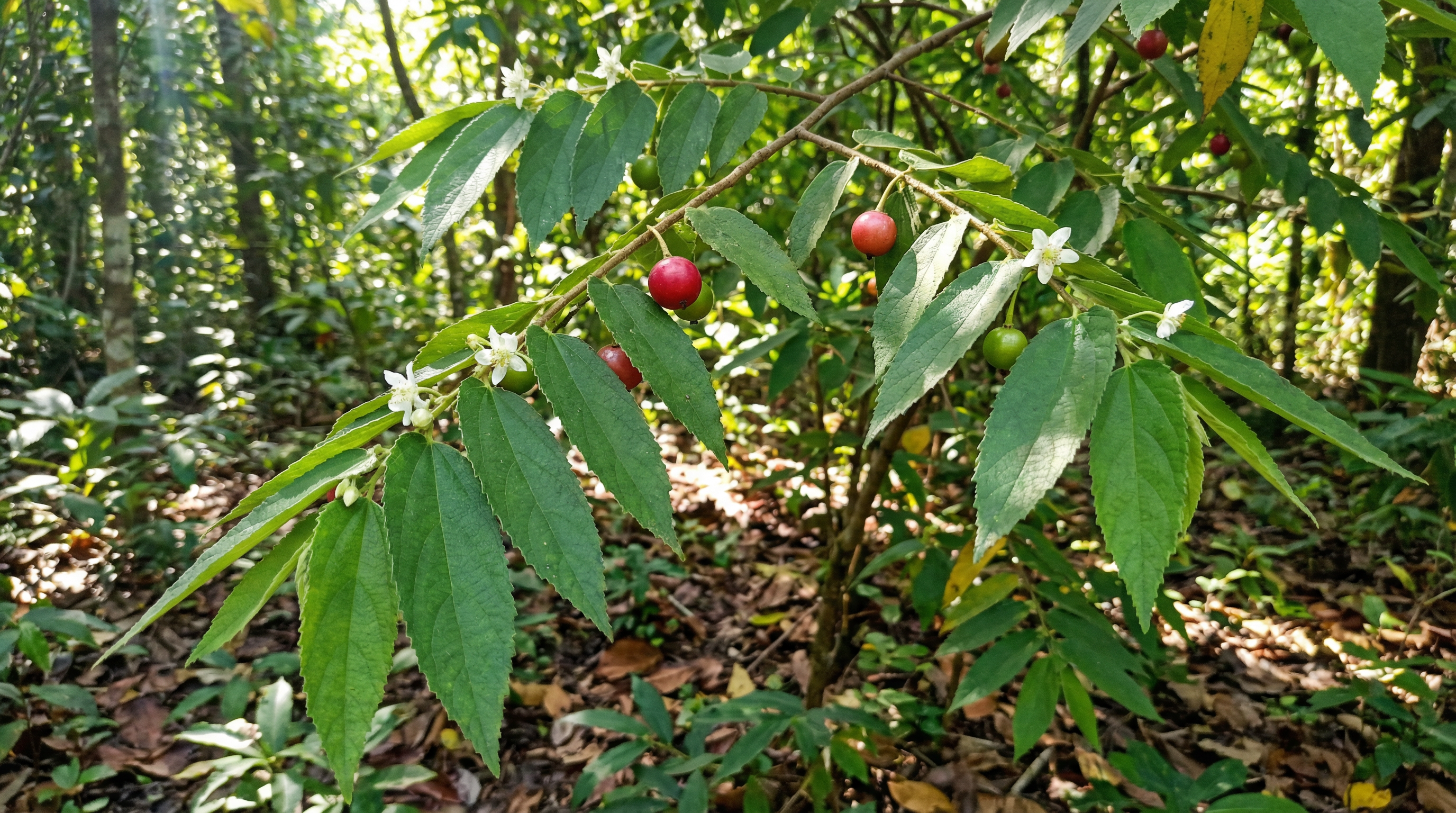 Jamaican Cherry
