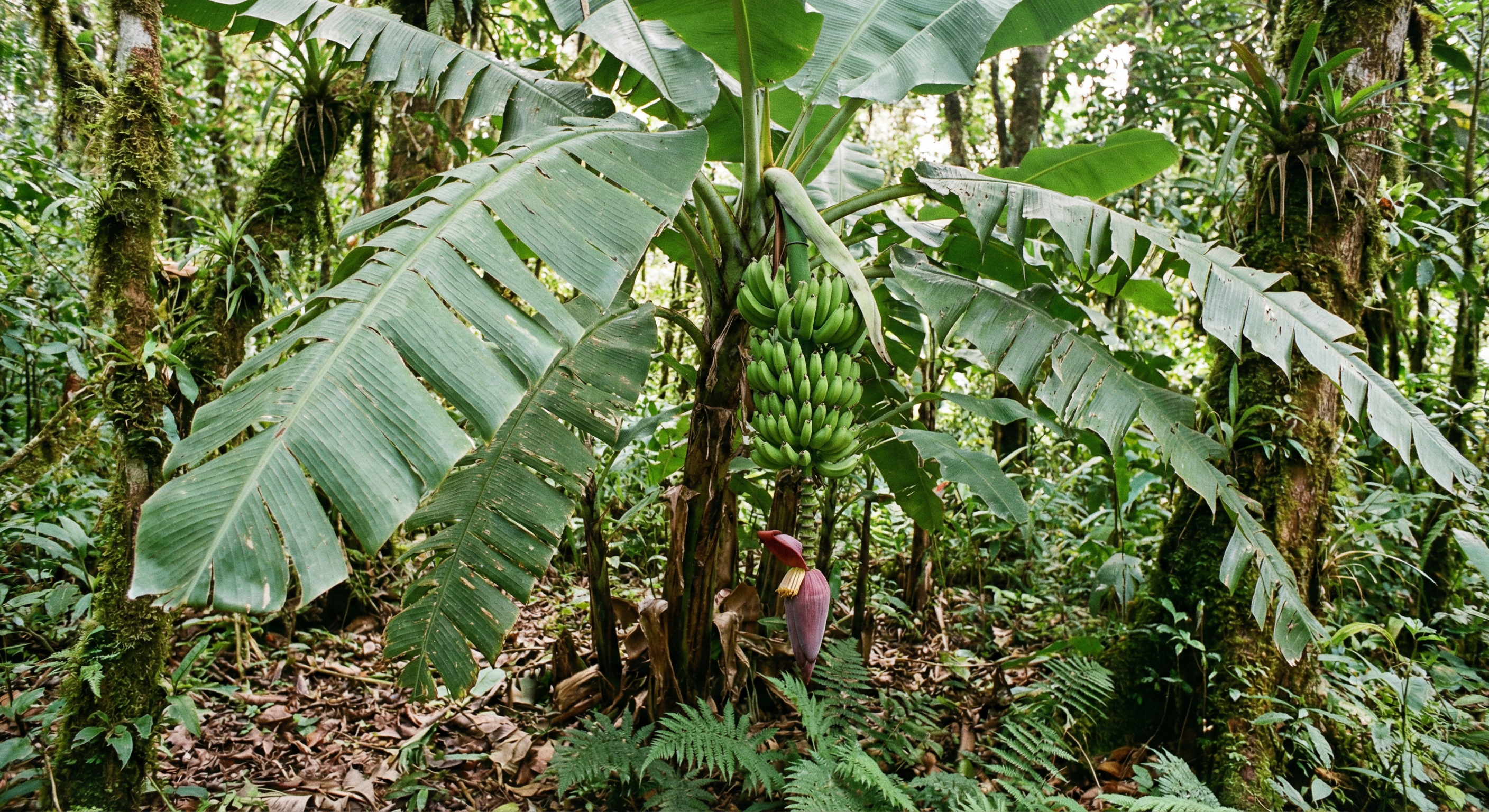 Banana