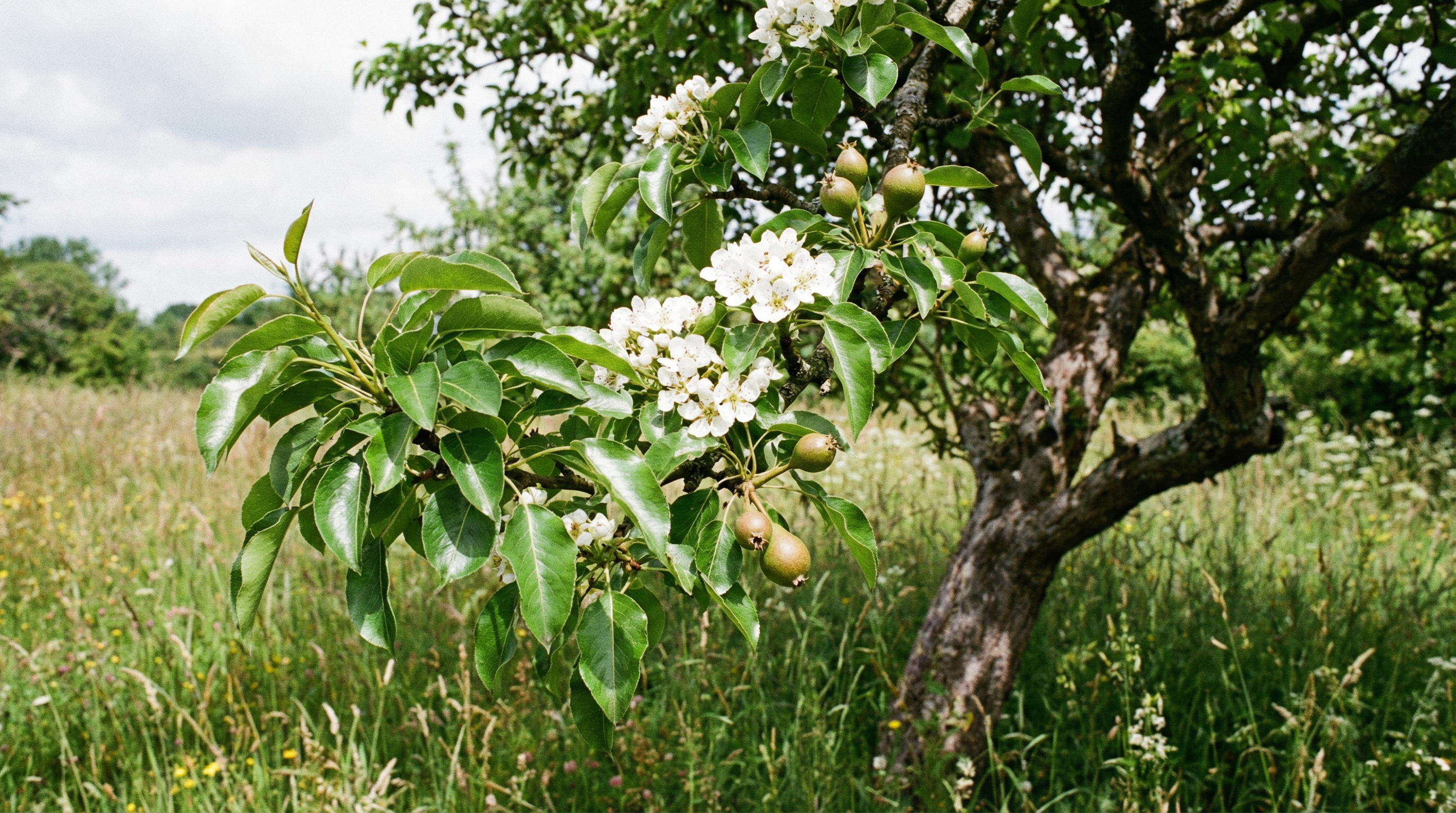 Pear