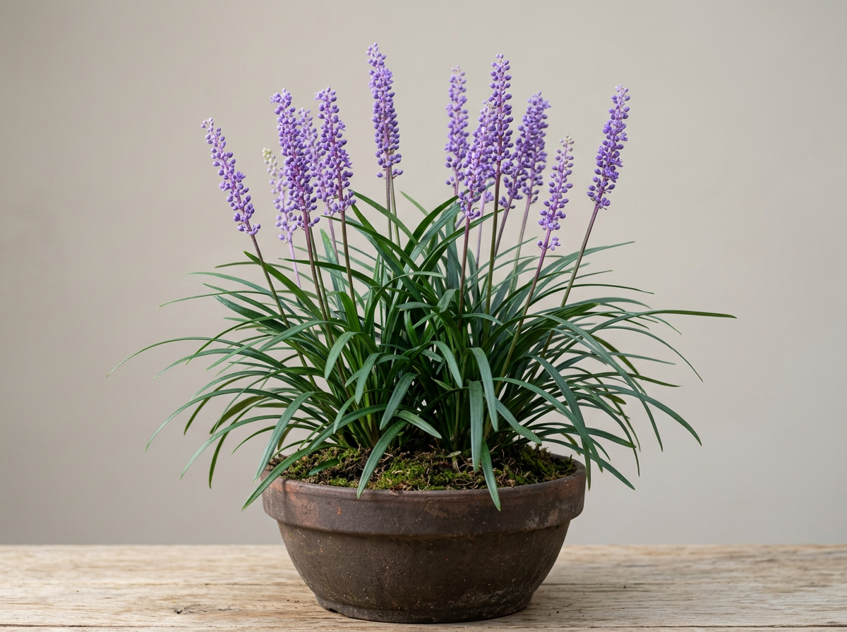 Liriope 'Super Blue'